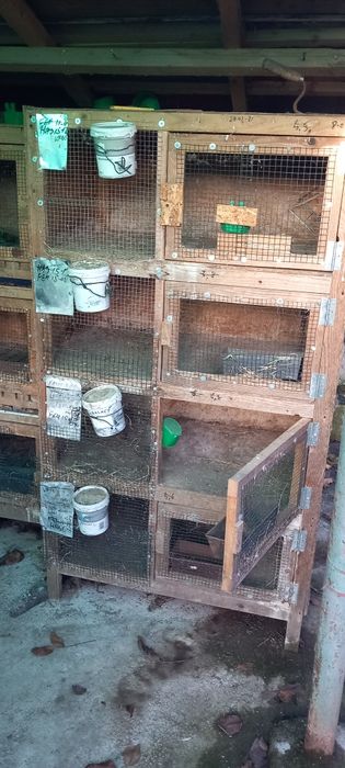 Custi iepuri de vanzare.