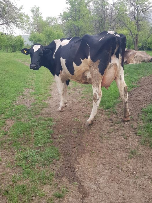 Продам корову Галштин