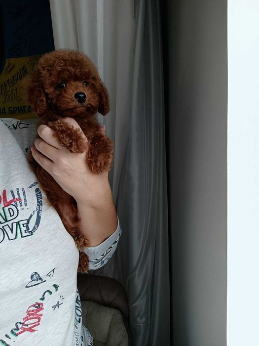 той  пуделче.пудели