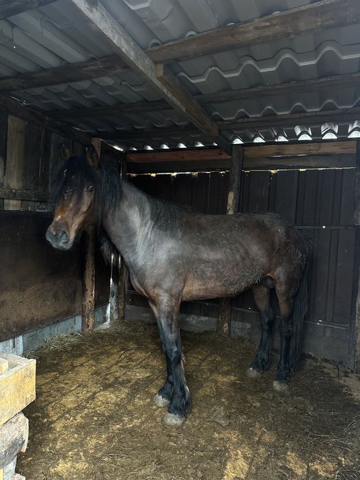 Продам  жеребца Айгыр