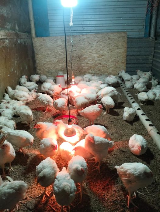 Продам курей , бройлеры