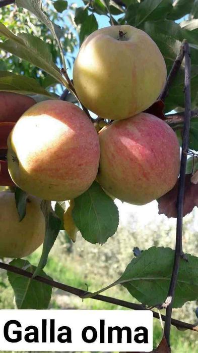 ОЛМА Кучатларини 14 хил сорти бор сортига кафолат берамиз