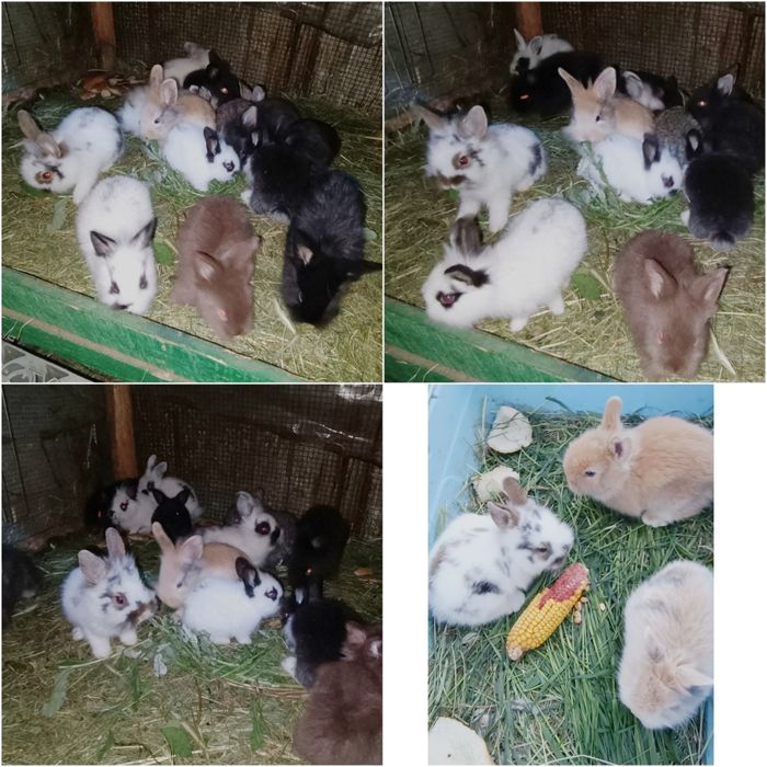 Iepurasi mini cap de leu