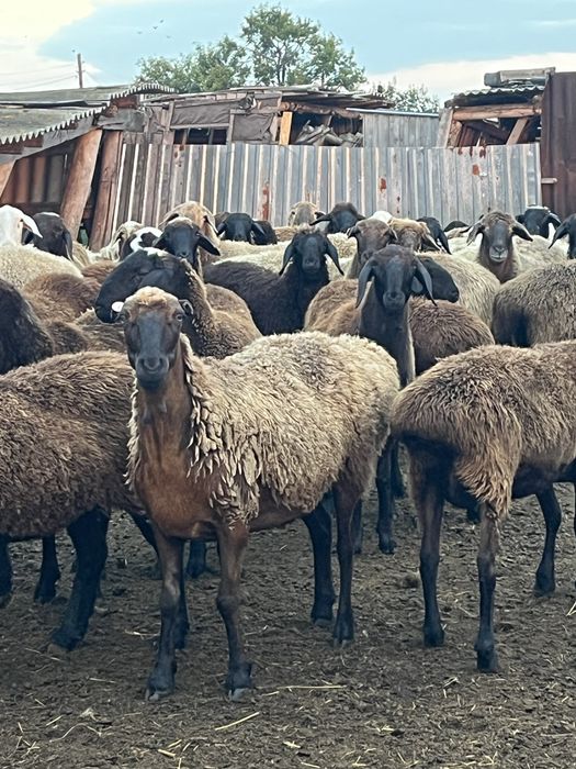 Продам овец 74 головы ….