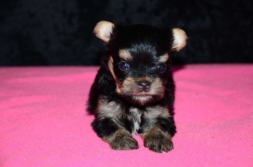 Йоркширский терьер ,мини ,,baby-face'' !