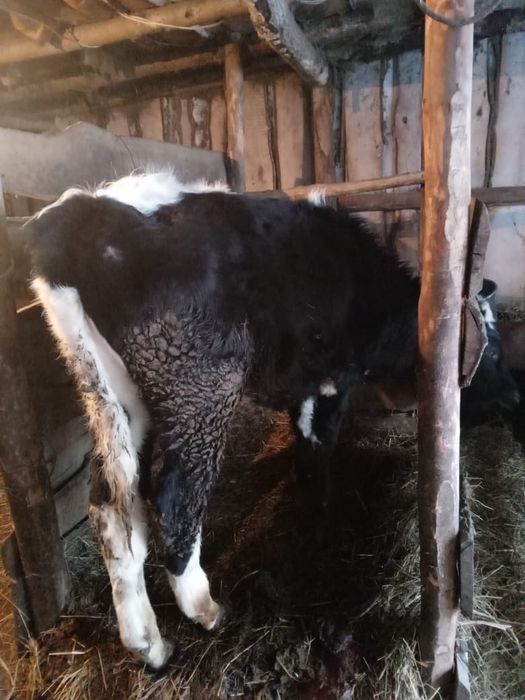 Продам  срочно бычка