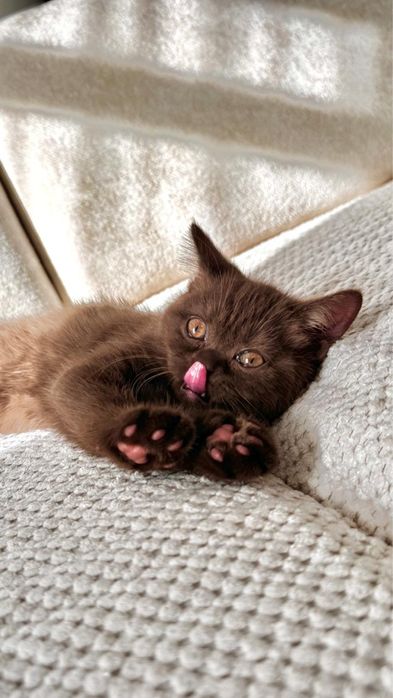 Котенок шотландский скоттиш