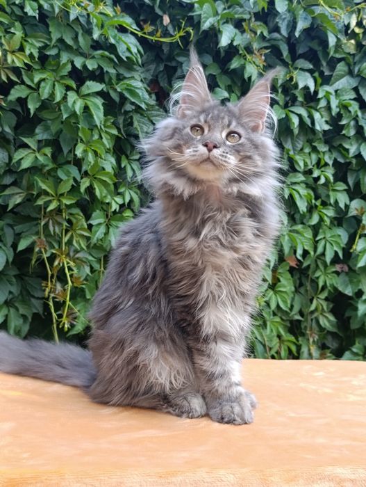 Котята породы Мейн-кун