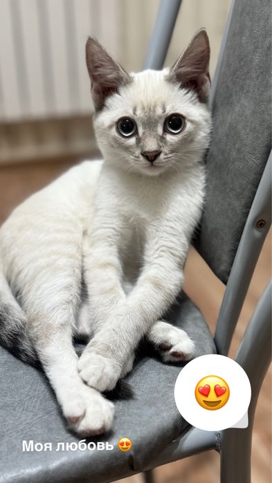 Продам за любовь