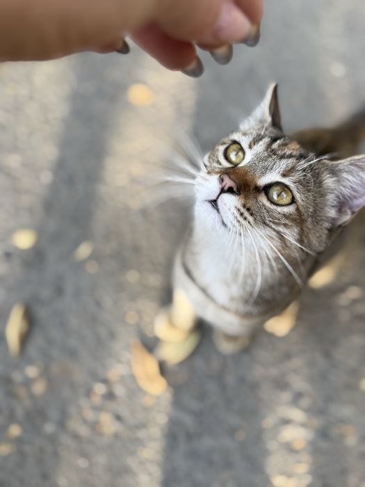 Самая ласковая кошка