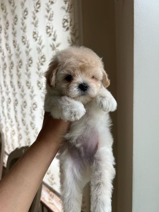 Малыши Мальтипу Ф1