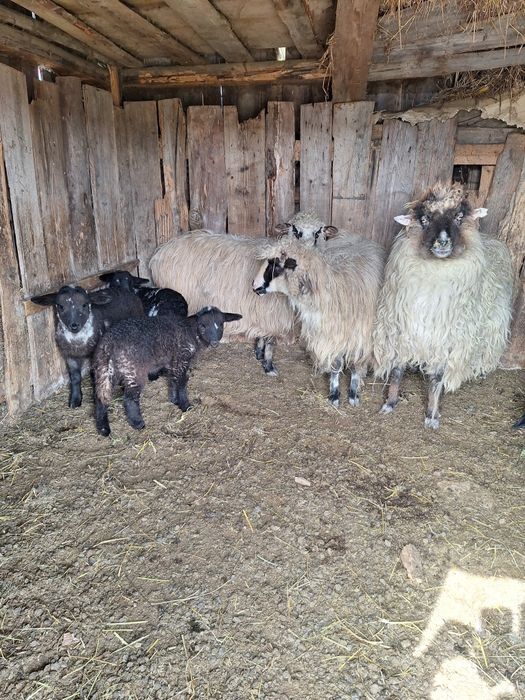 Vând trei oi  țurcane cu patru  mieluțe