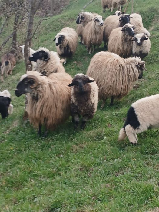 Vând oi breze si capre