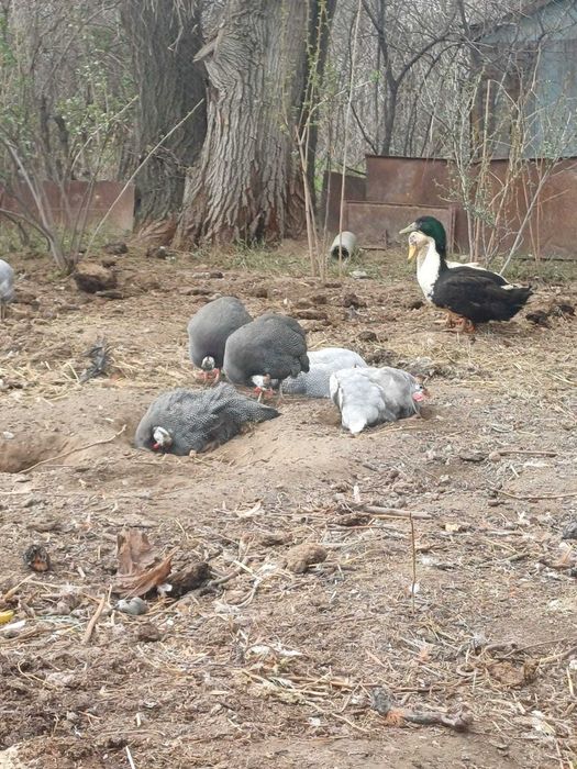 Продаются цисарки