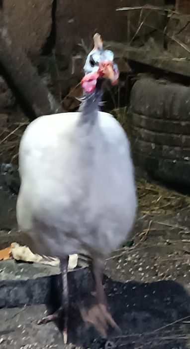 Продам уесара и цесарку ,молодые ,8 мес