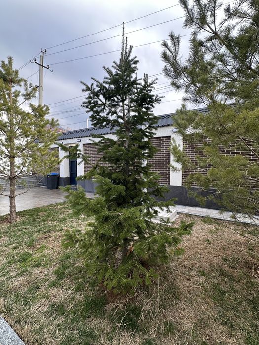 Продам ёлки три штуки