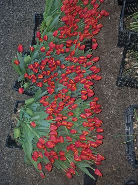 Тюльпаны отборнорные