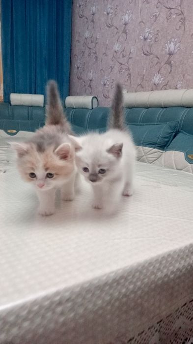 Котята продаются Скоттиш Страйт