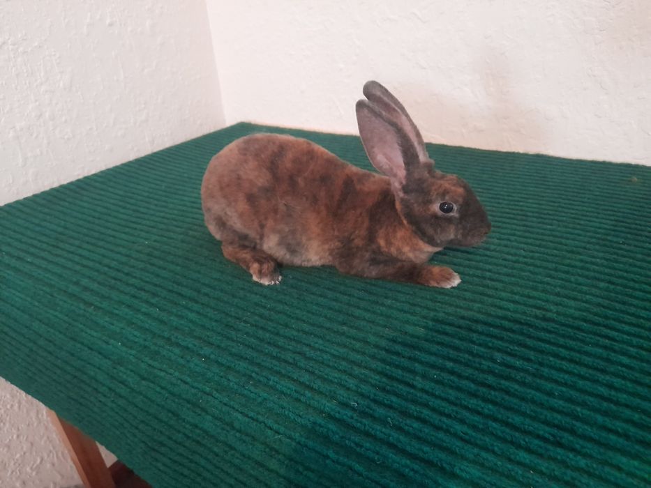 Кролченки рекса с окрасом гепарт