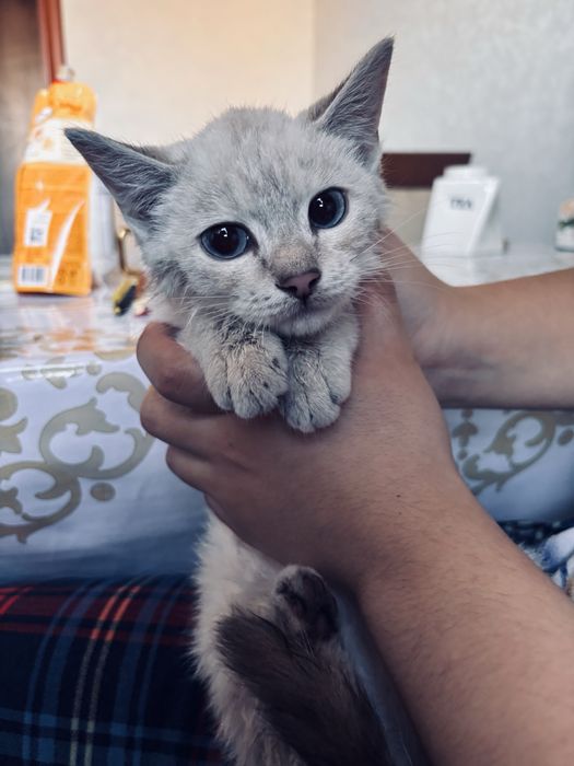 Котёнок окраска линкс-пойнт