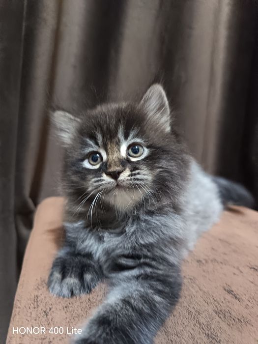 Скоттиш страйт кот