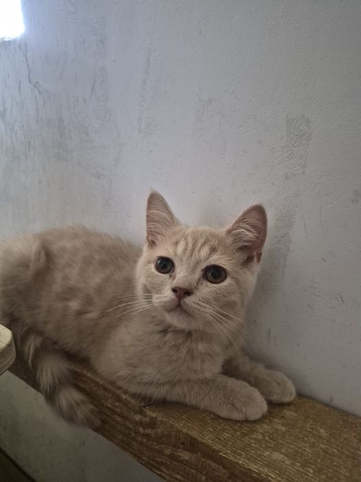 British shorthair