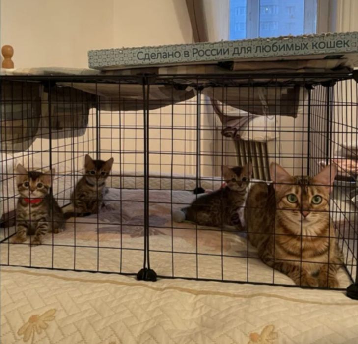 Девочка чистокровная бенгал