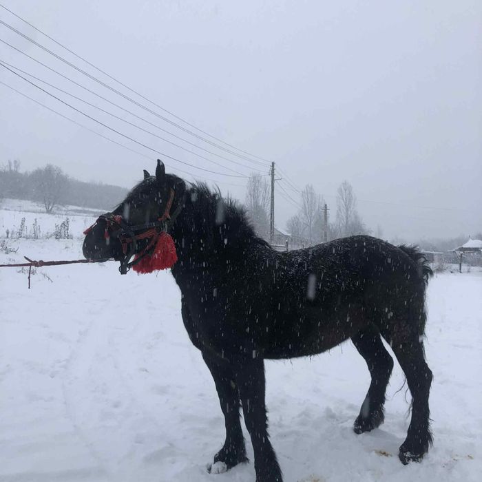 vând mânză de 3ani