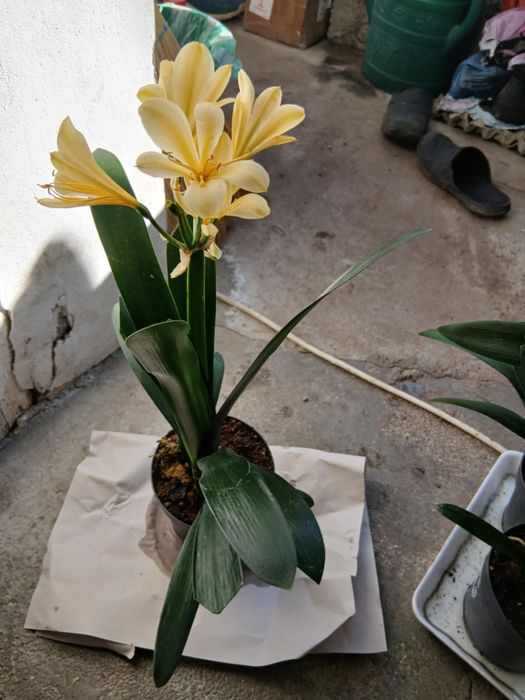 цветя Жълта Кливия