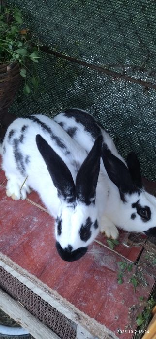 Iepuri california și fluture german uriaș.