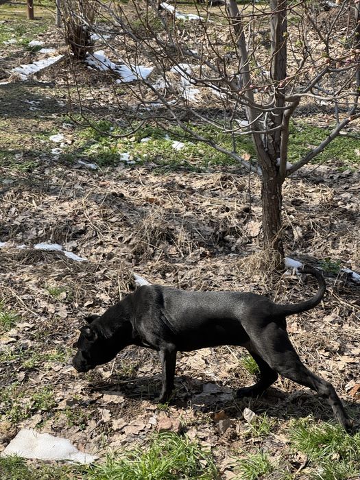 Питбуль (кубинец)