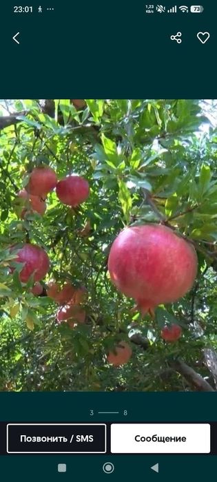 Продаются Саженцы граната