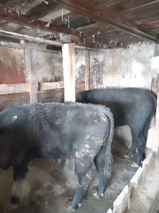 Продам быков 11-мес