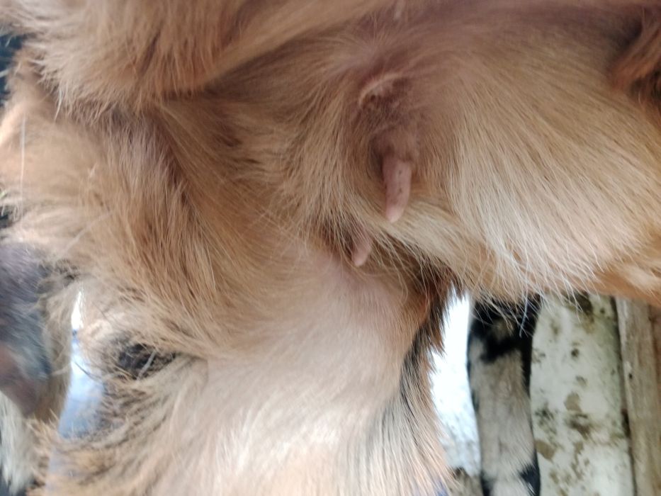 Ешкі  битал.  Битал.