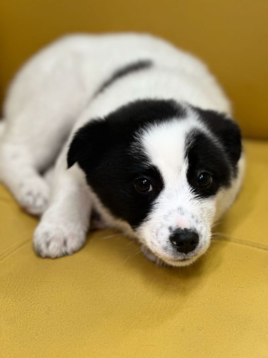 Бесплатно щенок девочка