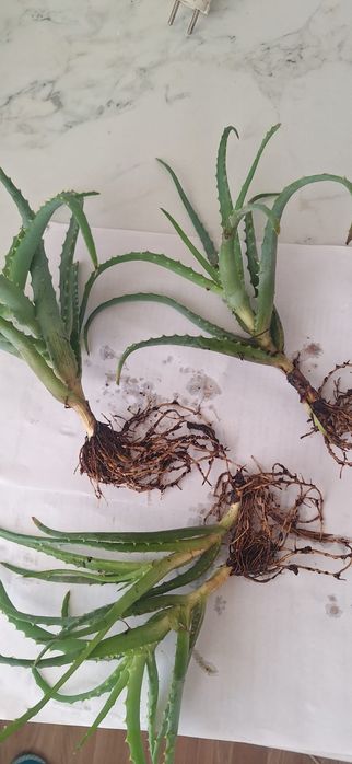 Комнатные цветы, растения