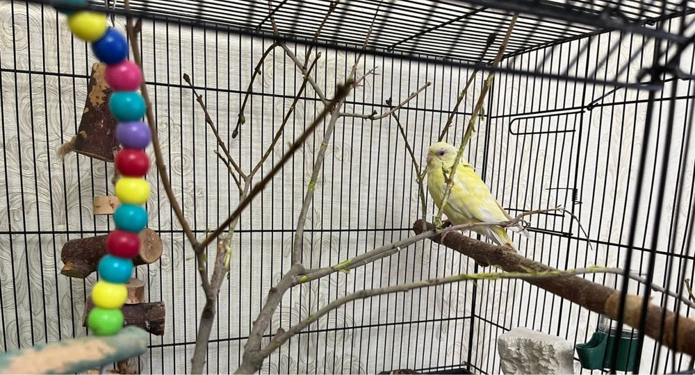 Продам попугаев!