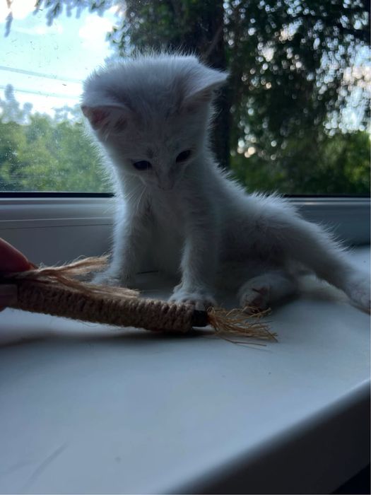 Отдам котенка в добрые руки
