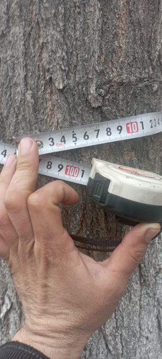 5 ta kotta ko'k  terak sotiladi