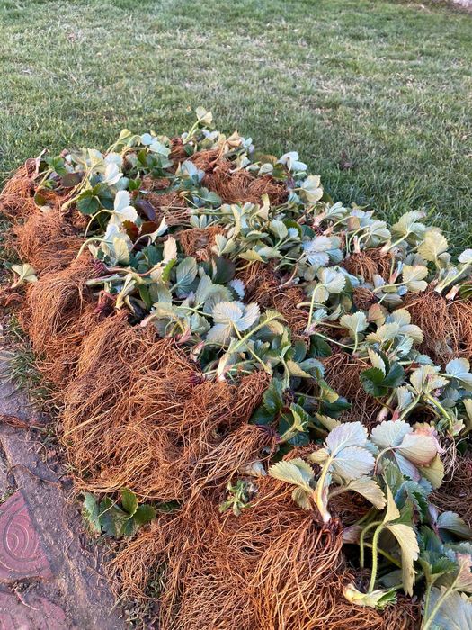 Stoloni căpșuni remontante