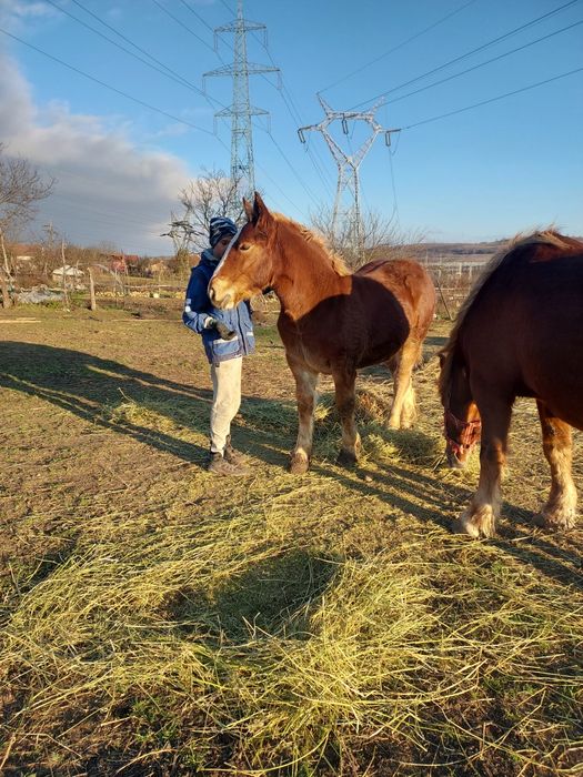 Mănza de vanzare  ,6 luni
