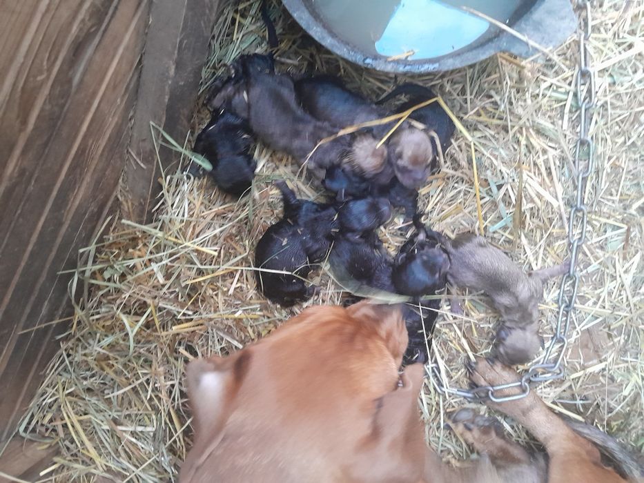 Продам шинки 1000тг