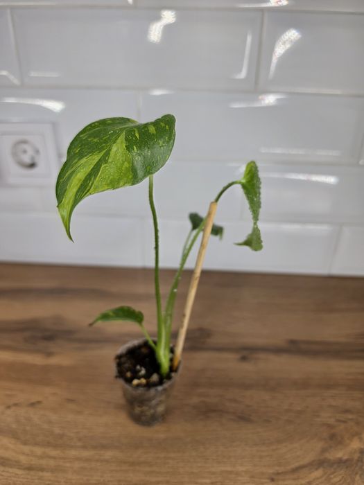 Монстера Электролит Monstera Electro