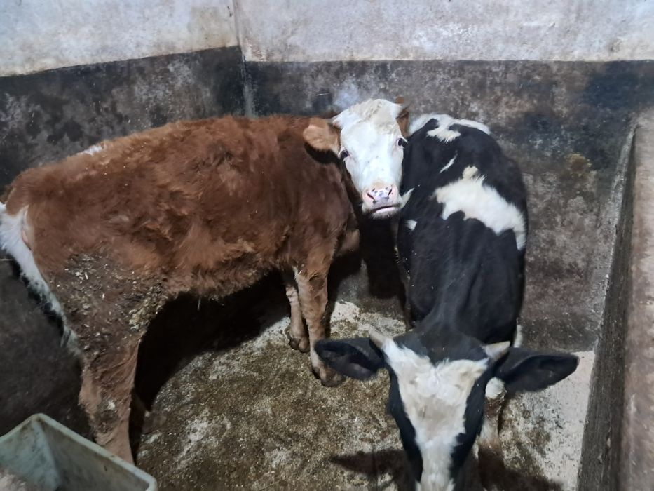 Vând 1 vitel și o vitica