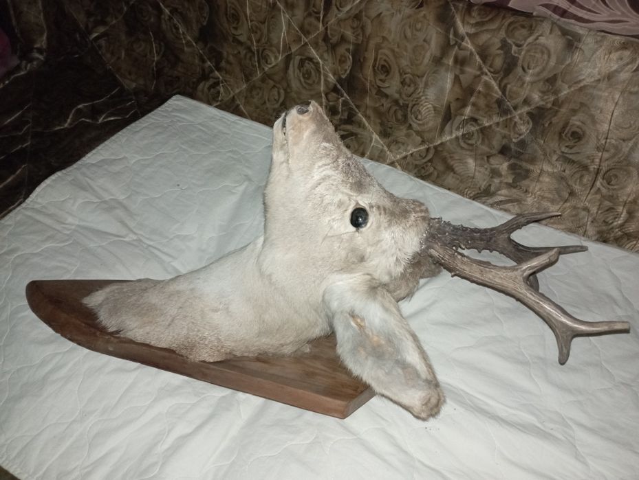 Чучело головы косули