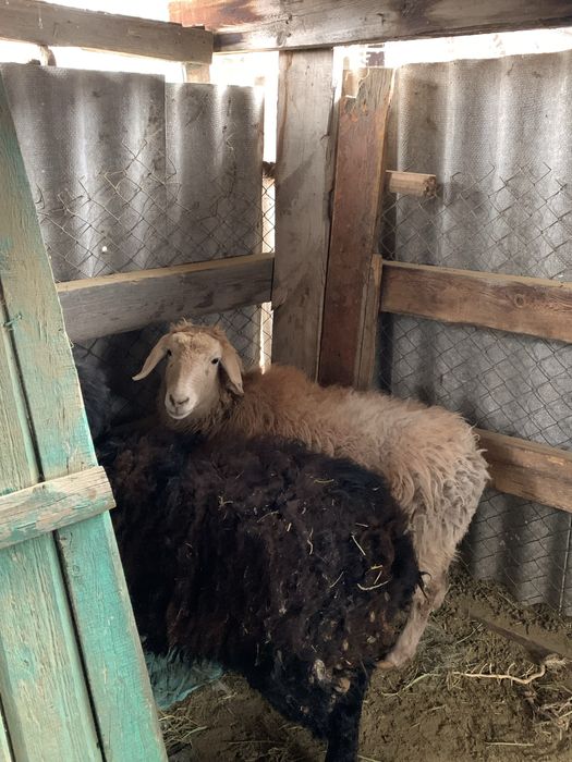 Қой сатылады жақсы бағада