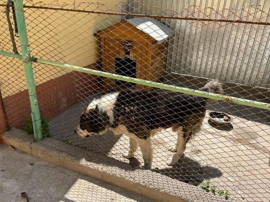 Продажа собак срочно