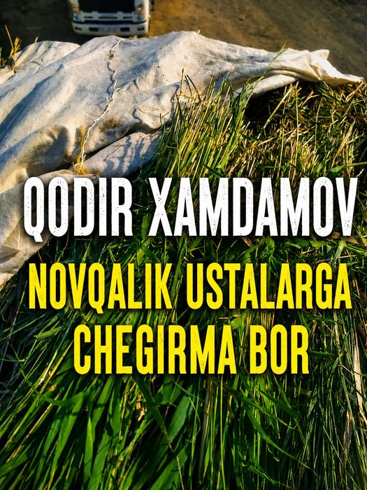 Qamish yetkazib beraman bog‘i katta katta  Sveji o‘rilgan