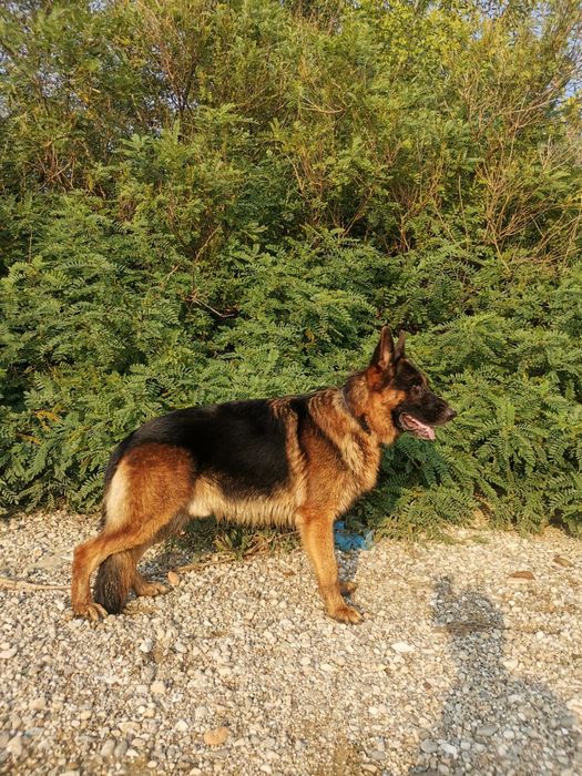Pui ciobanesc german cu pedigree