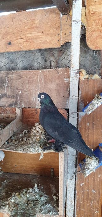 Голуби бойные и декоративные